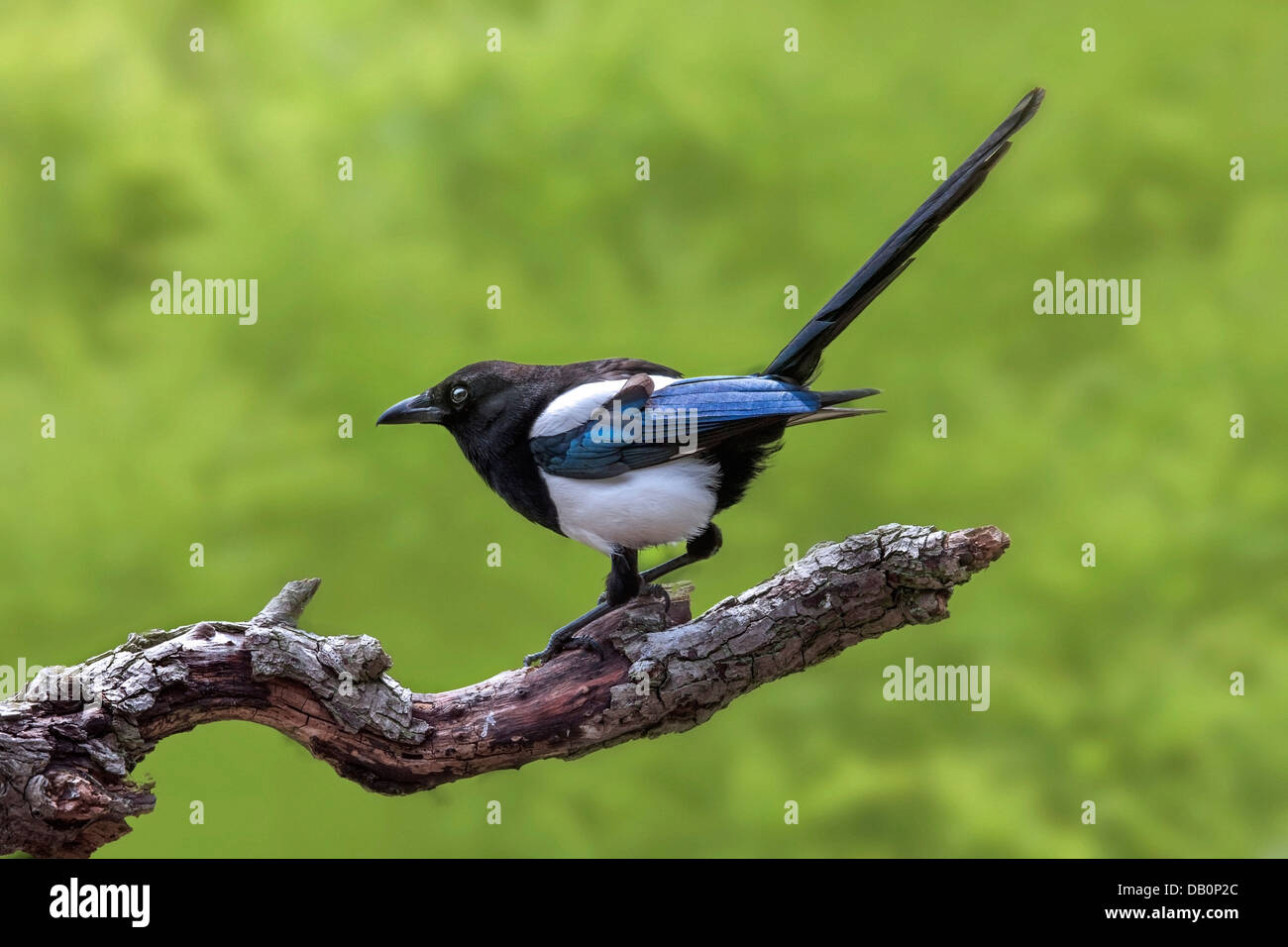 Eurasian Magpie / European Magpie / Common Magpie (Pica pica) perched on branch in tree Stock Photo