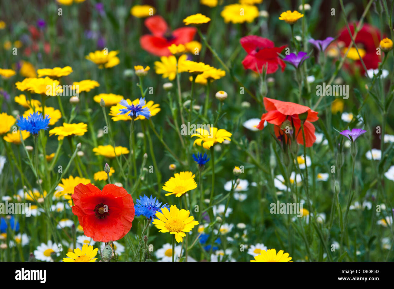 Close-up of wild flowers - poppies, ox-eye daisies, cornflowers, corn marigolds and corncockles Stock Photo