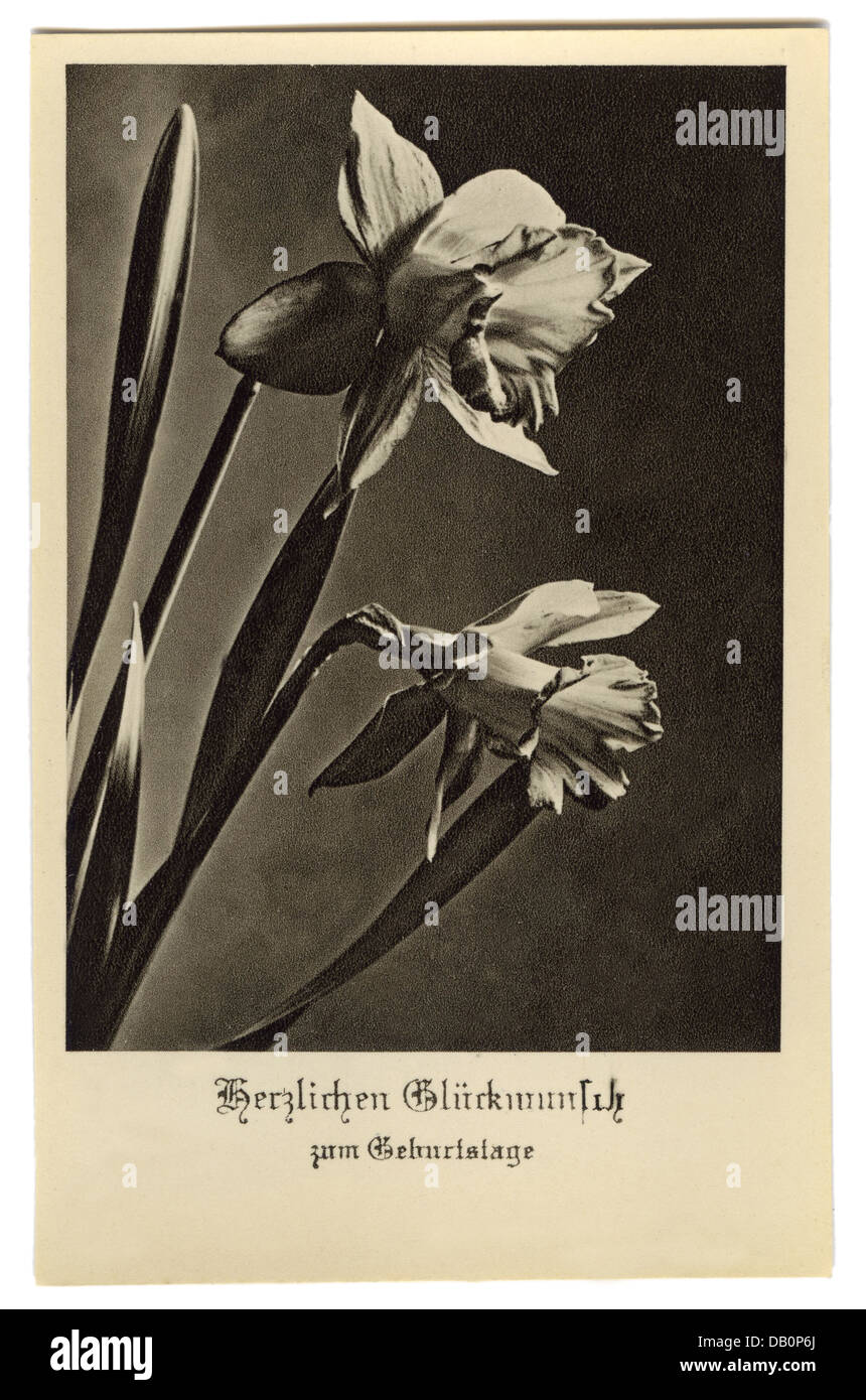 festivities, greetings card birthday, 'Herzlichen Glückwunsch zum Geburtstage' (Warmest congratulations for your birthday), daffodils, picture postcard, Germany, 1930s, Additional-Rights-Clearences-Not Available Stock Photo