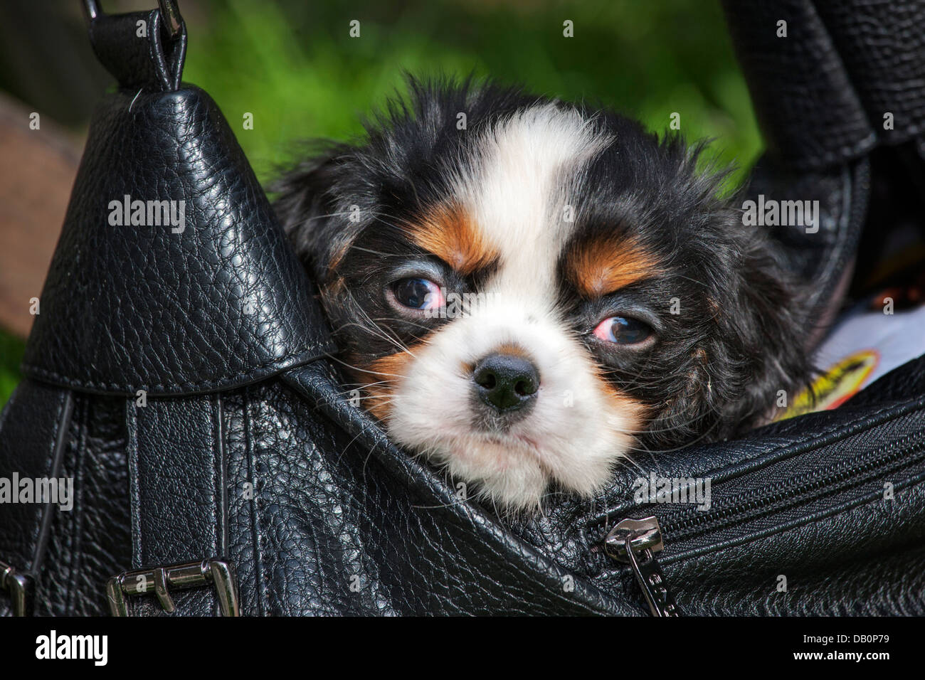 Cute sleepy Cavalier King Charles Spaniel pup falling asleep in handbag Stock Photo
