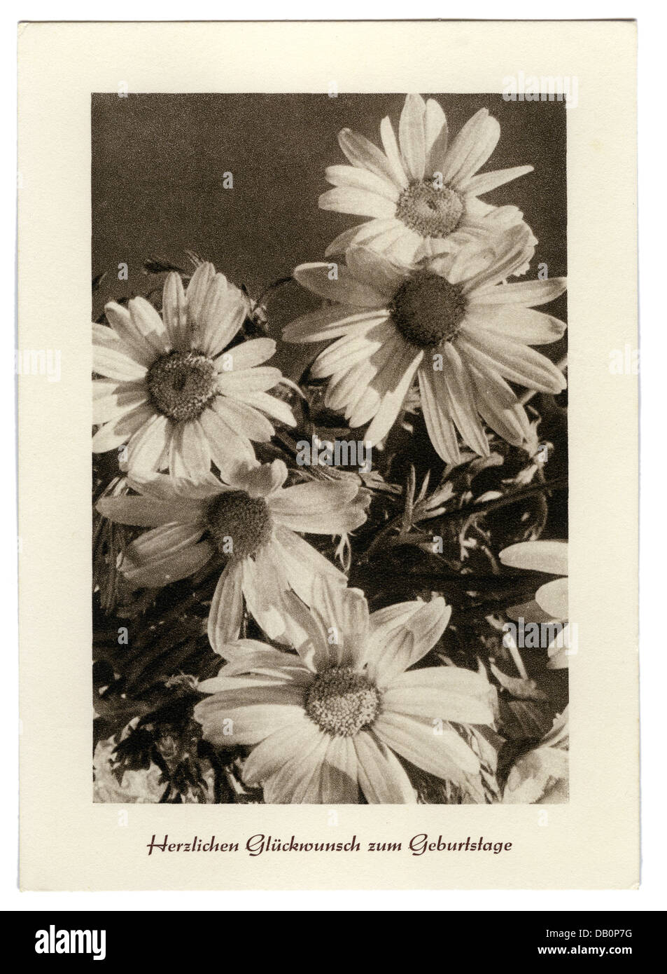 festivities, greetings card birthday, 'Herzlichen Glückwunsch zum Geburtstag' (Warmest congratulations for your birthday), daisies, picture postcard, Germany, 1930s, Additional-Rights-Clearences-Not Available Stock Photo