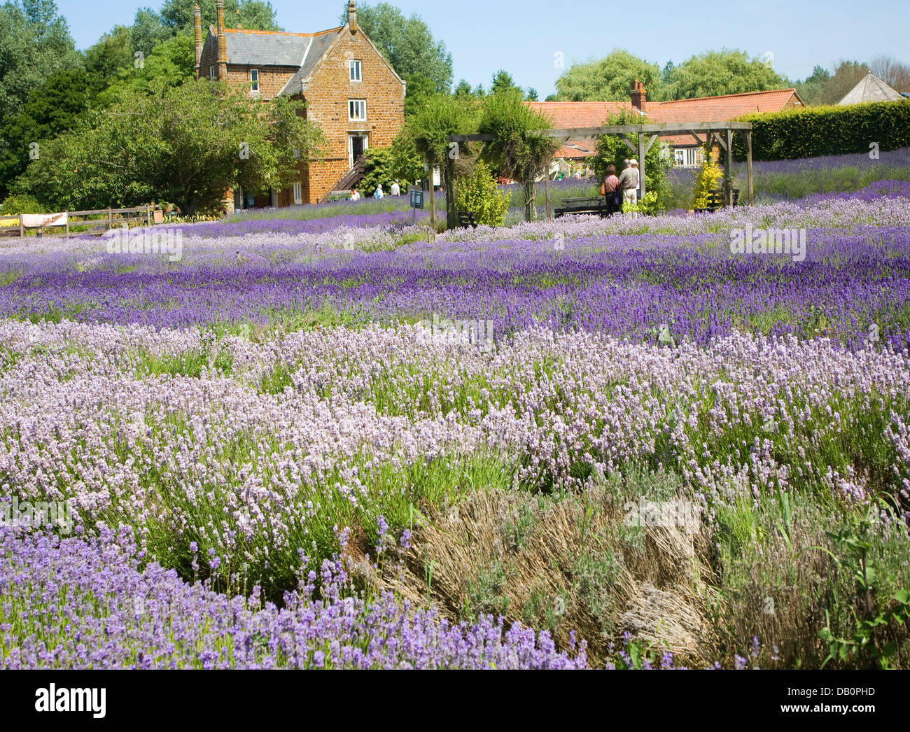 Norfolk lavender Heacham, Norfolk, England Stock Photo Alamy