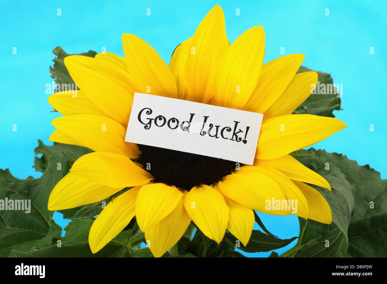 Sunflower good luck hires stock photography and images Alamy
