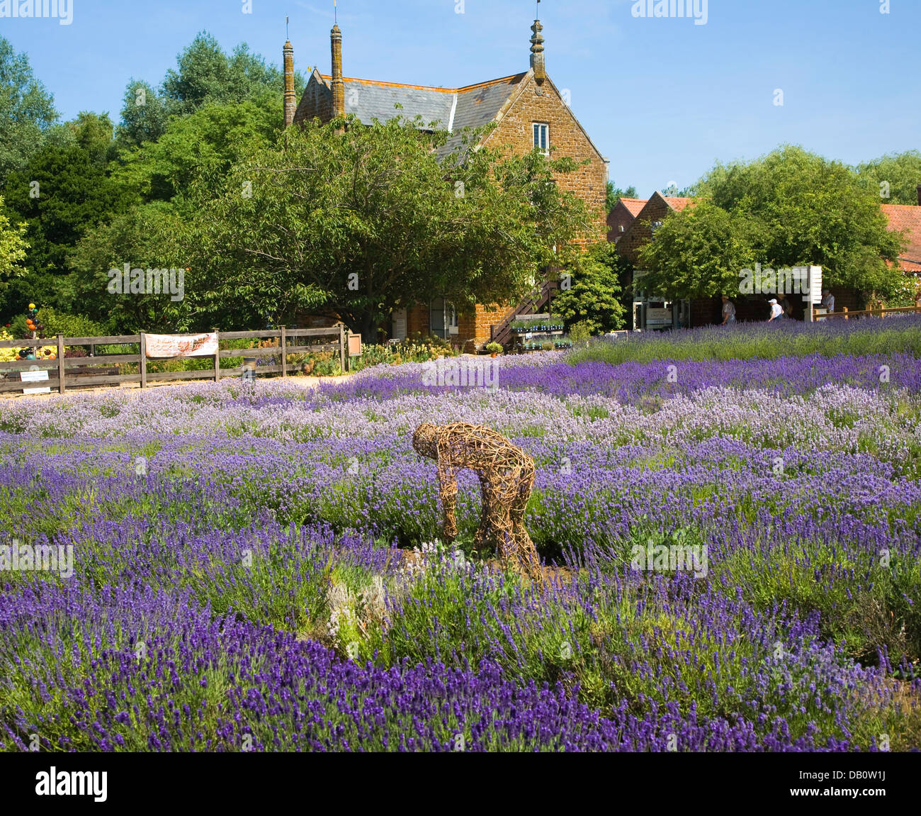 Norfolk lavender Heacham, Norfolk, England Stock Photo Alamy