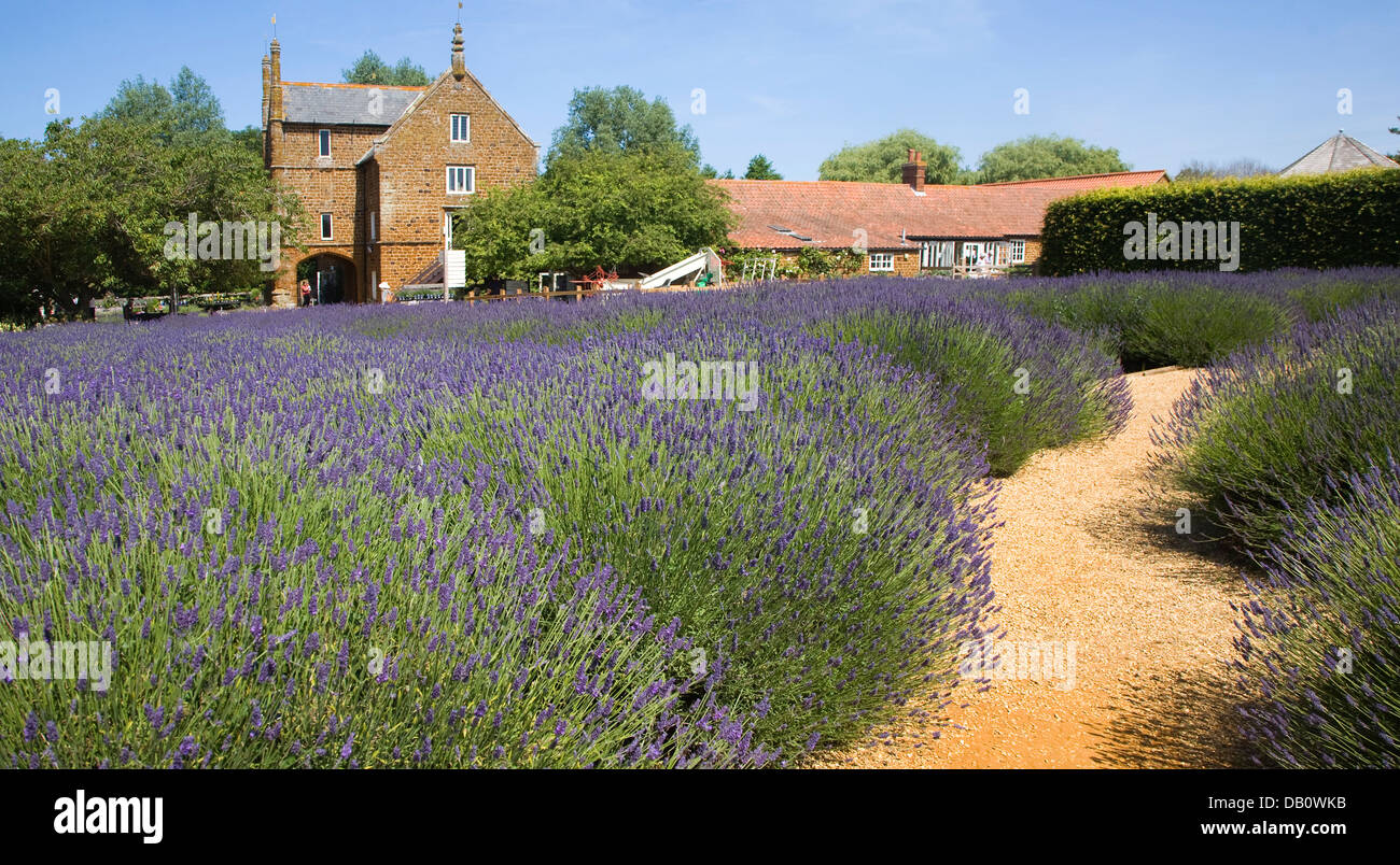 Norfolk lavender Heacham, Norfolk, England Stock Photo Alamy
