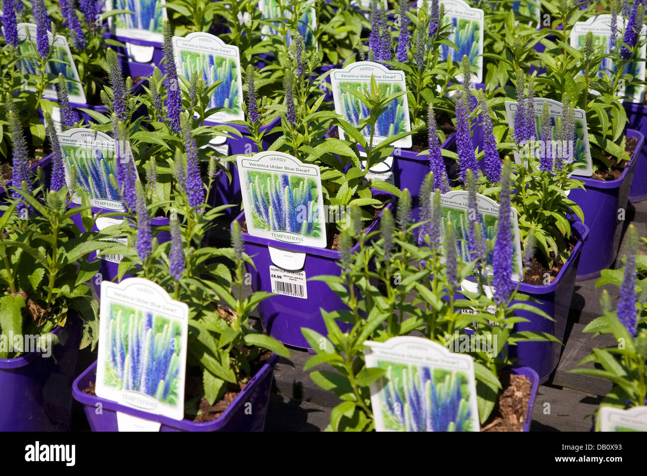 Lavender pots hires stock photography and images Alamy