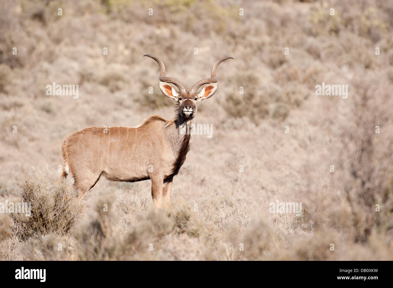 Greater kudu (Tragelaphus strepsiceros), Karroo National Park, Beaufort West, South Africa Stock Photo