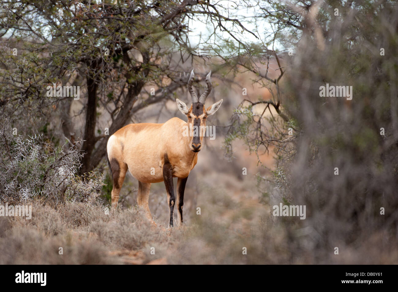 Red Hartebeest (Alcelaphus caama), Karroo National Park, Beaufort West, South Africa Stock Photo