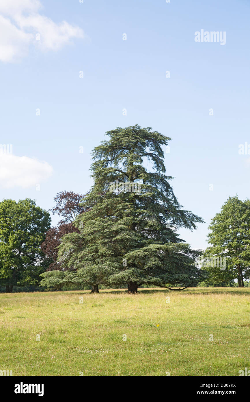 Well-formed cedar of Lebanon growing in Hampshire, England Stock Photo