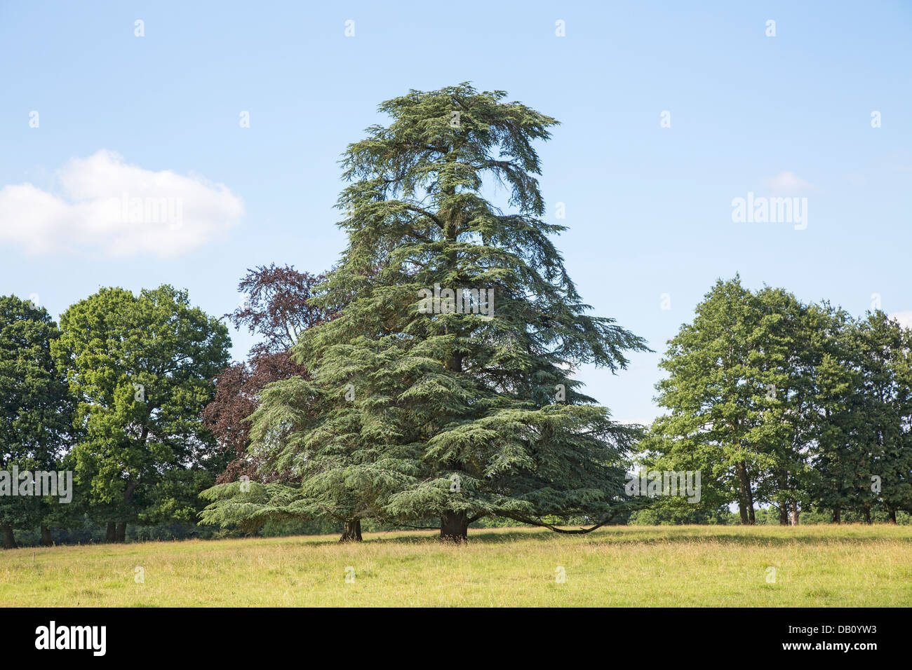 Well-formed cedar of Lebanon tree growing in Hampshire, England Stock Photo