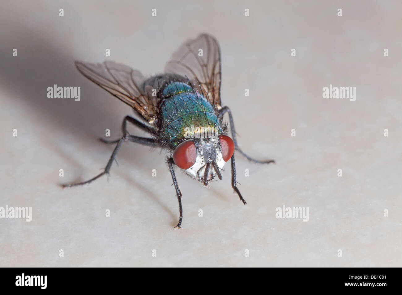 Common housefly, Musca domestica, close-up macro Stock Photo