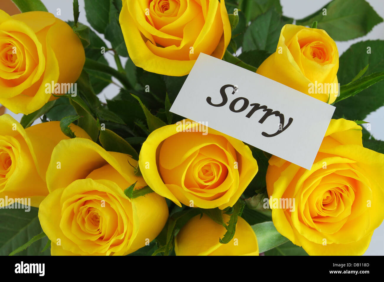 Sorry note and yellow roses Stock Photo Alamy