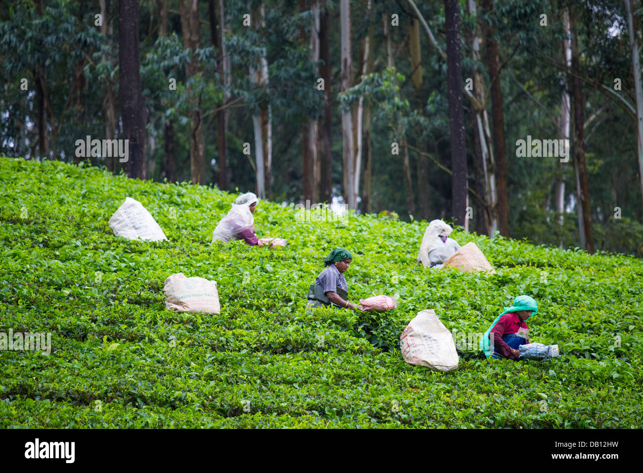 Tea plantation, Munar, India Stock Photo Alamy