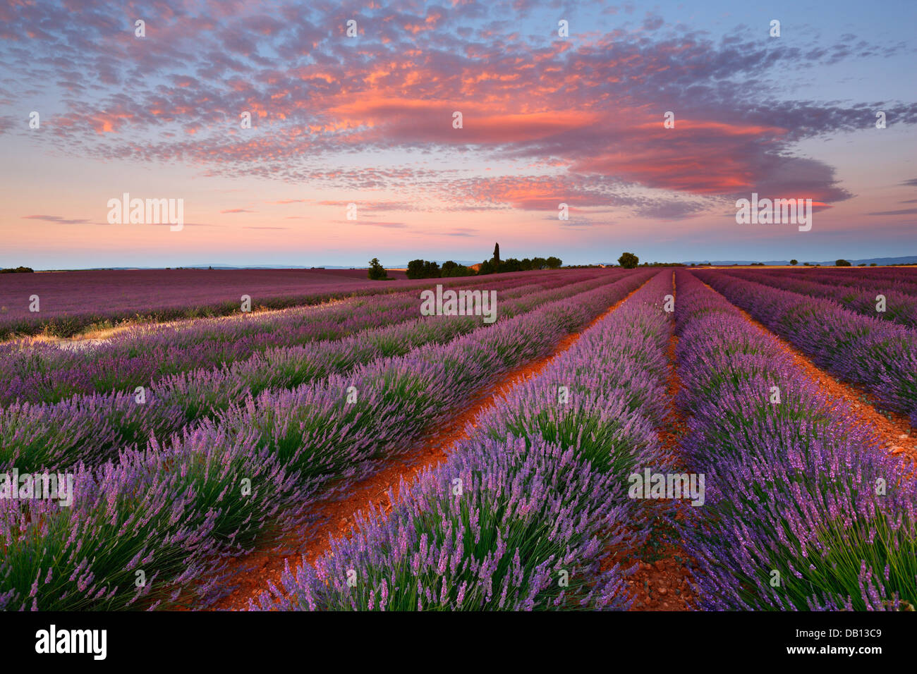 Sunrise with beautiful clouds over lavender field, Provence - France Stock Photo