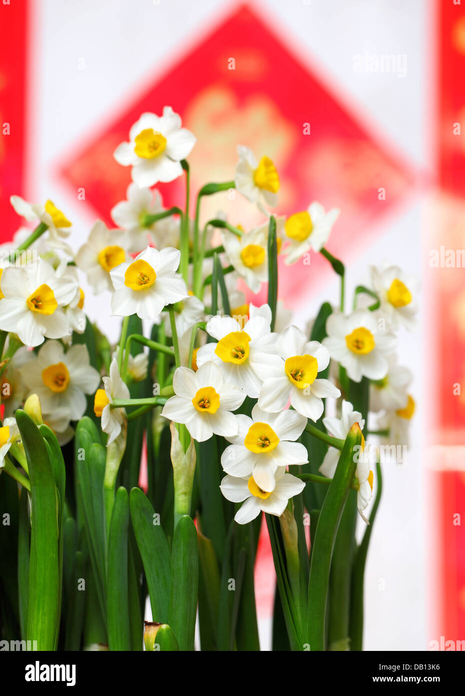 narcissus flower for chinese new year Stock Photo Alamy