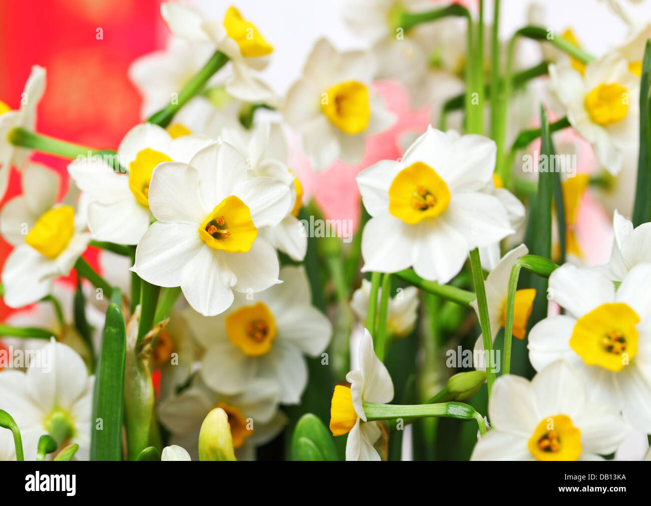 narcissus flower for chinese new year Stock Photo Alamy