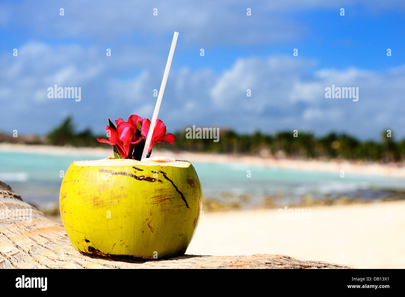 coconuts on the beach Stock Photo Alamy