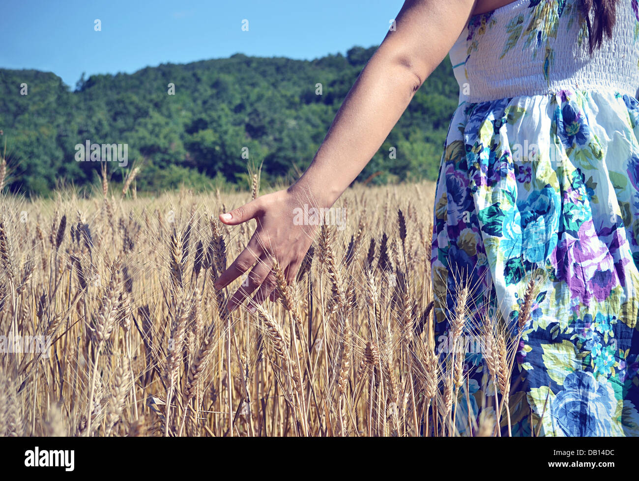 Nature, Human Hand, Women, Wheat, Field, Life, People, Environment, Food, Crop, Protection, Love, Agriculture, Sunset Stock Photo