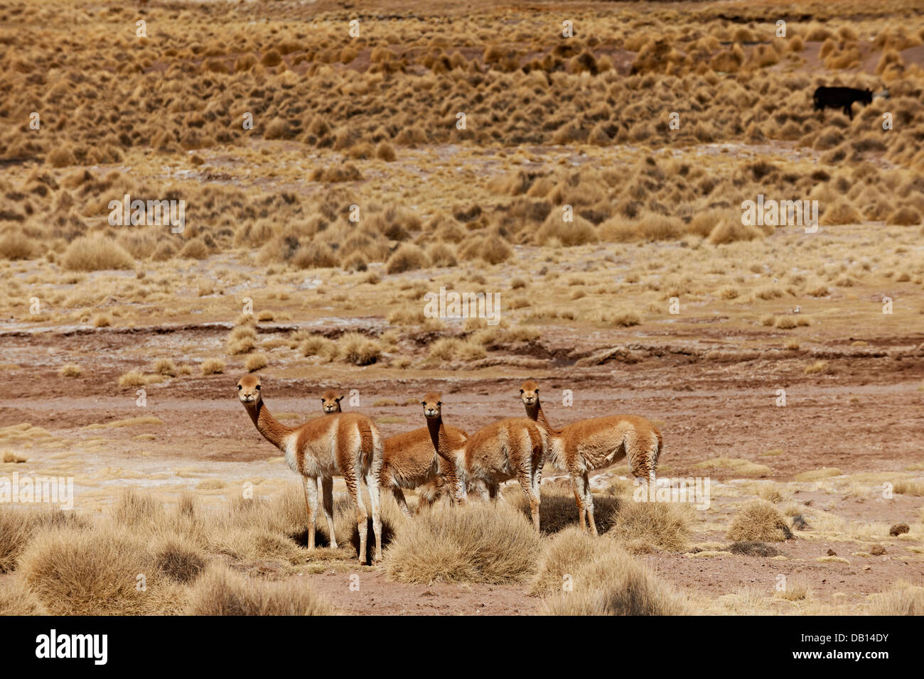 herd of Vicunas, (Vicugna vicugna), Reserva Nacional de Fauna Andina Eduardo Abaroa, Bolivia, South America Stock Photo