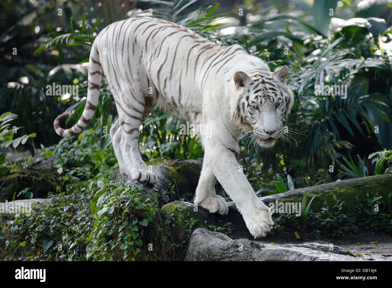 White Bengal tiger in Singapore Zoo. Scientific name: Panthera tigris