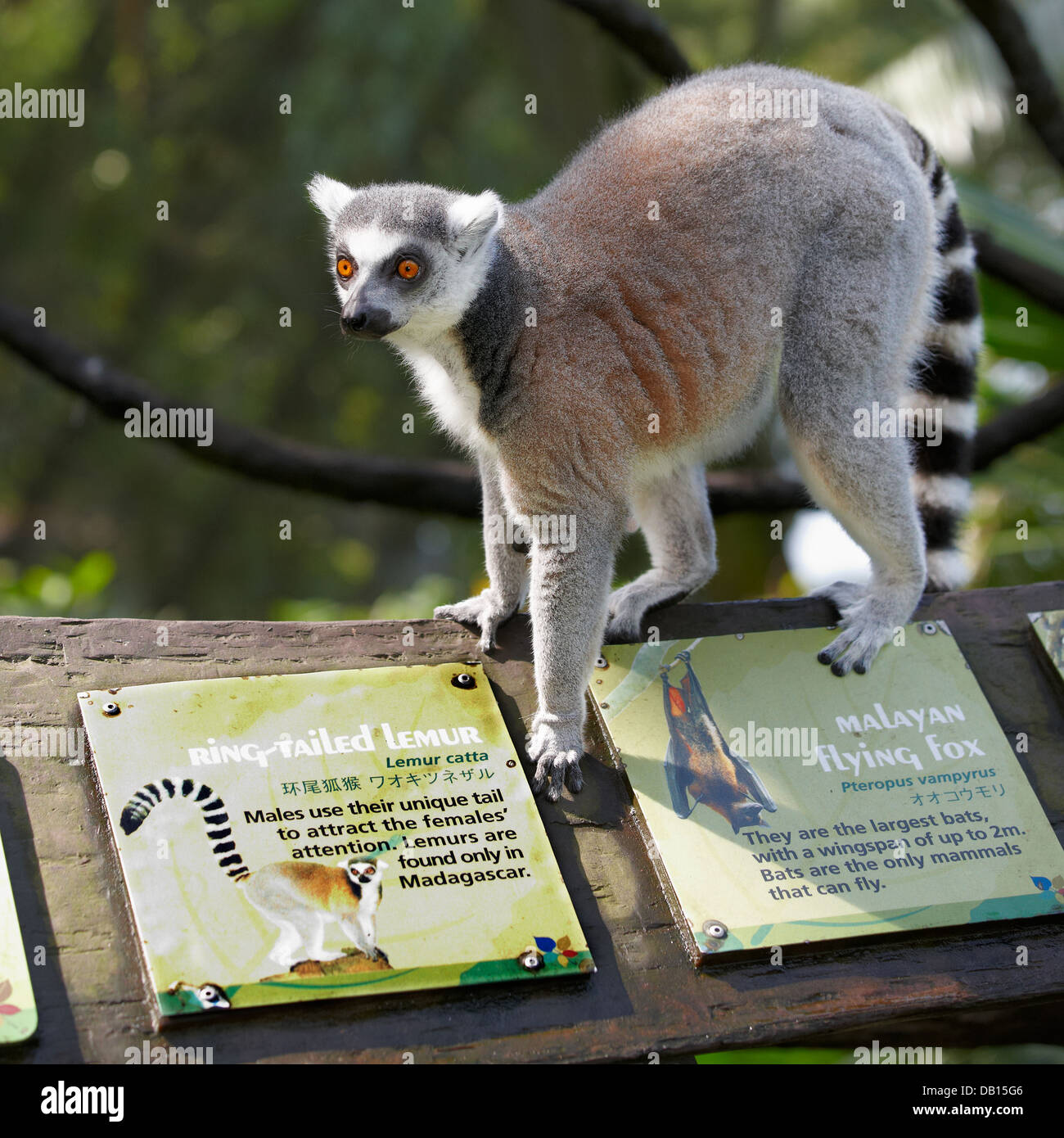 Ring-tailed lemur in Singapore Zoo. Scientific name: Lemur catta
