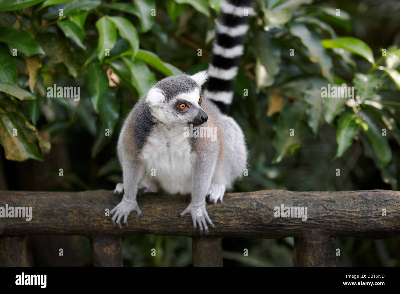 Ring tailed lemur in Singapore Zoo. Scientific name: Lemur catta Stock