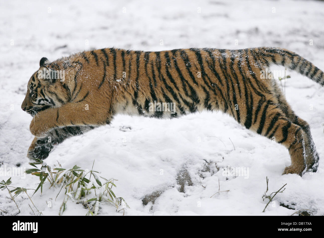 A Sumatran Tiger (panthera Tigris Sumatrae) Is Pictured In The Snow In 