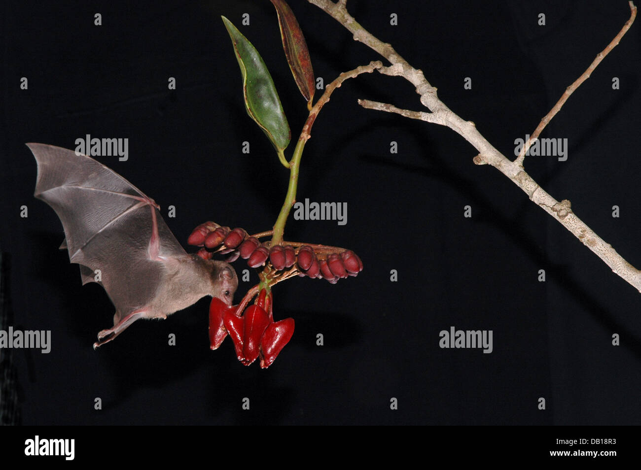 (dpa file) The undated file picture shows an Insular Single Leaf Bat (lat.: Monophyllus plethodon) approaching a Marcgravia evenia on Cuba. Photo: Corinna U. Koch Stock Photo