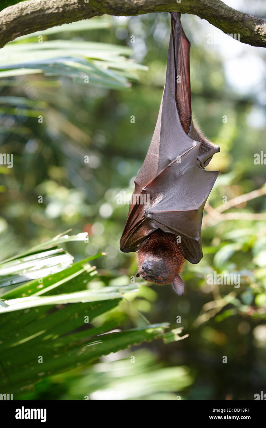 Malayan Bat Pteropus Vampyrus Hanging Hi Res Stock Photography And