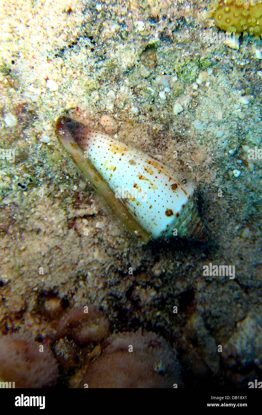 A venomous cone snail is pictured in the Red Sea near Dahab, Egypt, 07 November 2007. Photo: Stephan Jansen Stock Photo
