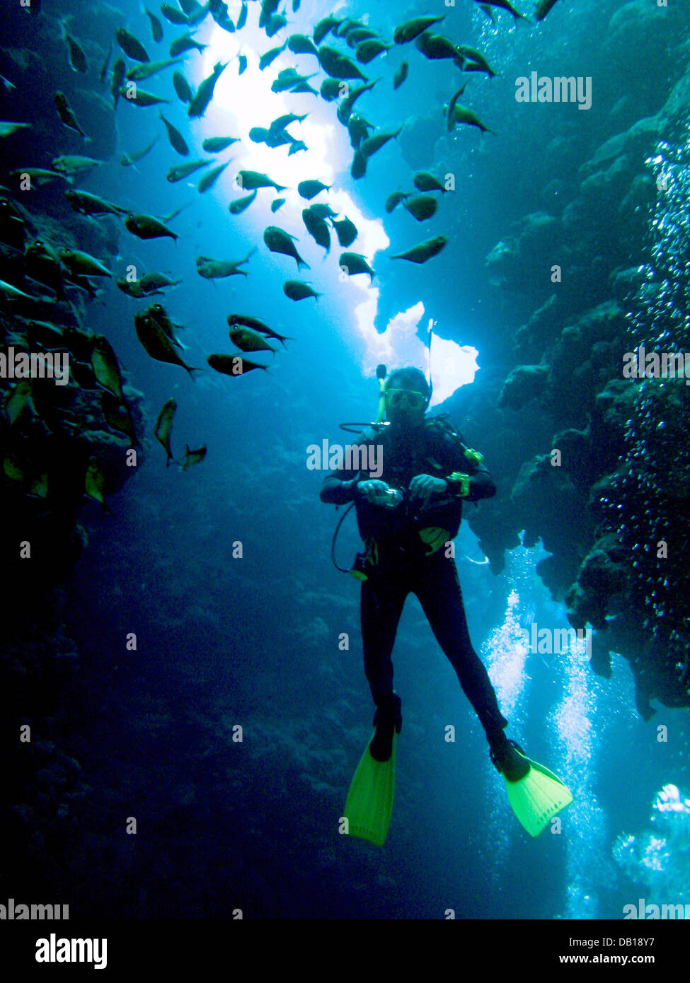 A diver is pictured at a coral reef in the Red Sea near Dahab, Egypt, 07  November 2007. Photo: Stephan Jansen Stock Photo - Alamy