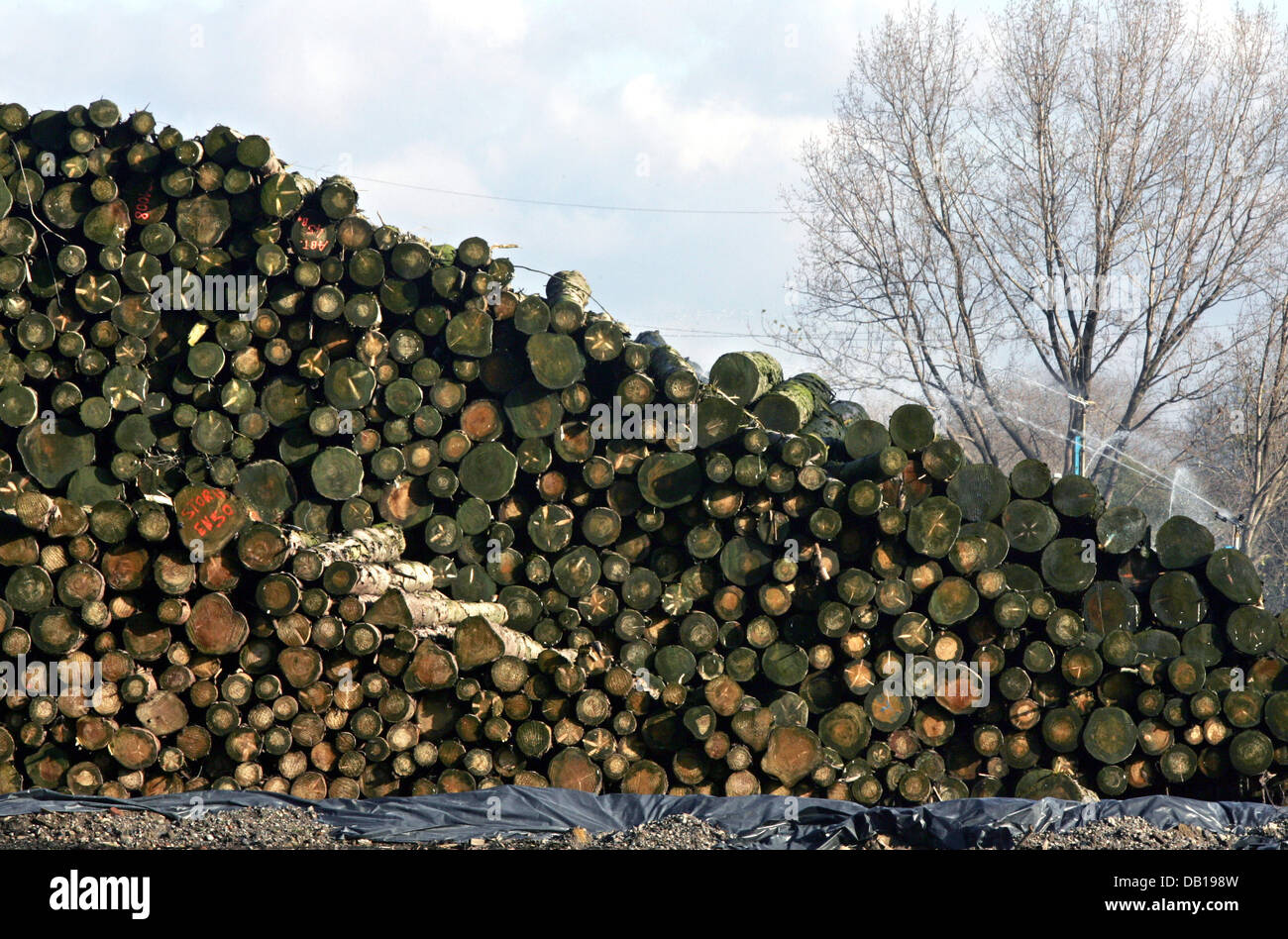 Storm damaged wood is kept at an area near the Rhine river in Duisburg, Germany, 15 November 2007. Storm Kyrill caused 15 million solid cubic metre storm damaged wood in German state North Rhine Westphalia. Photo: Roland Weihrauch Stock Photo