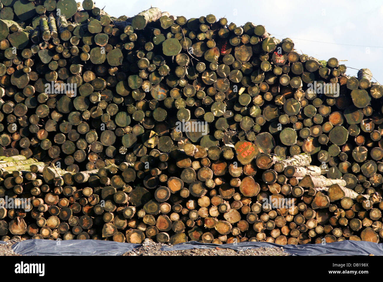 Storm damaged wood is kept at an area near the Rhine river in Duisburg, Germany, 15 November 2007. Storm Kyrill caused 15 million solid cubic metre storm damaged wood in German state North Rhine Westphalia. Photo: Roland Weihrauch Stock Photo