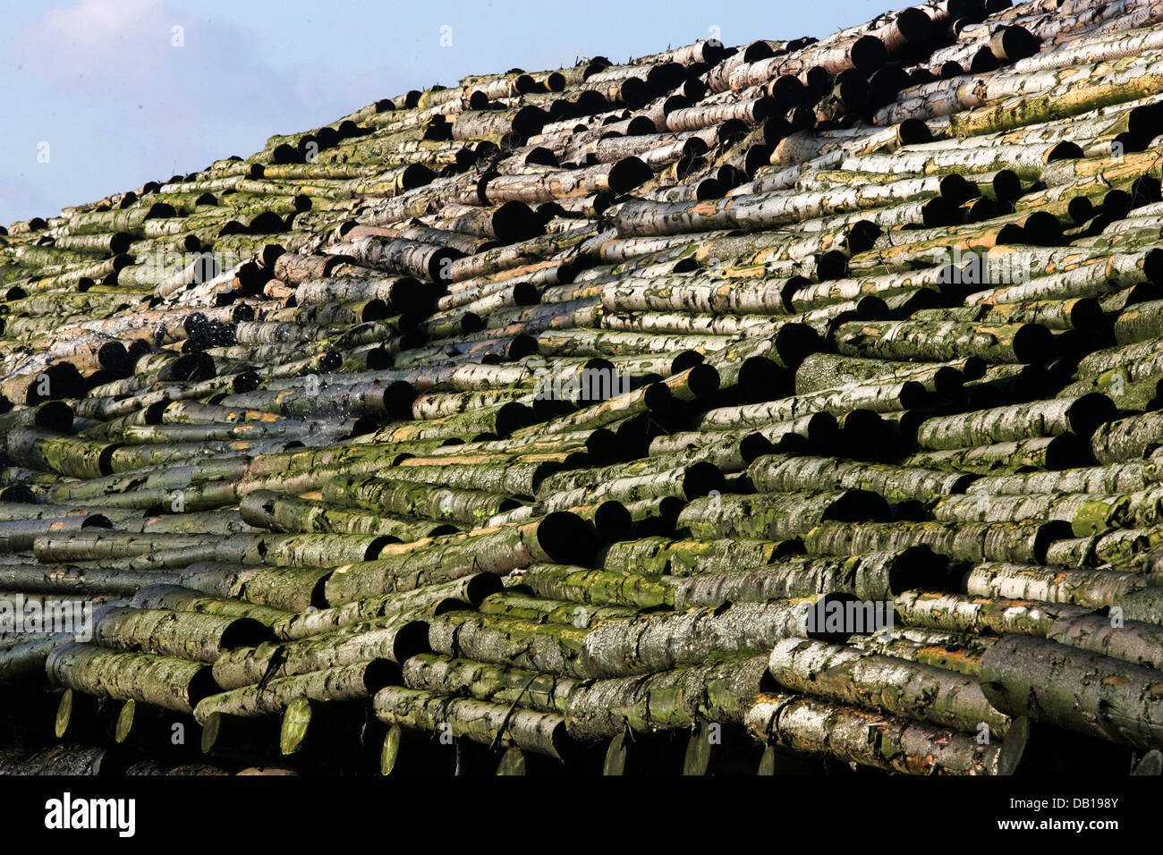 Storm damaged wood is kept at an area near the Rhine river in Duisburg, Germany, 15 November 2007. Storm Kyrill caused 15 million solid cubic metre storm damaged wood in German state North Rhine Westphalia. Photo: Roland Weihrauch Stock Photo