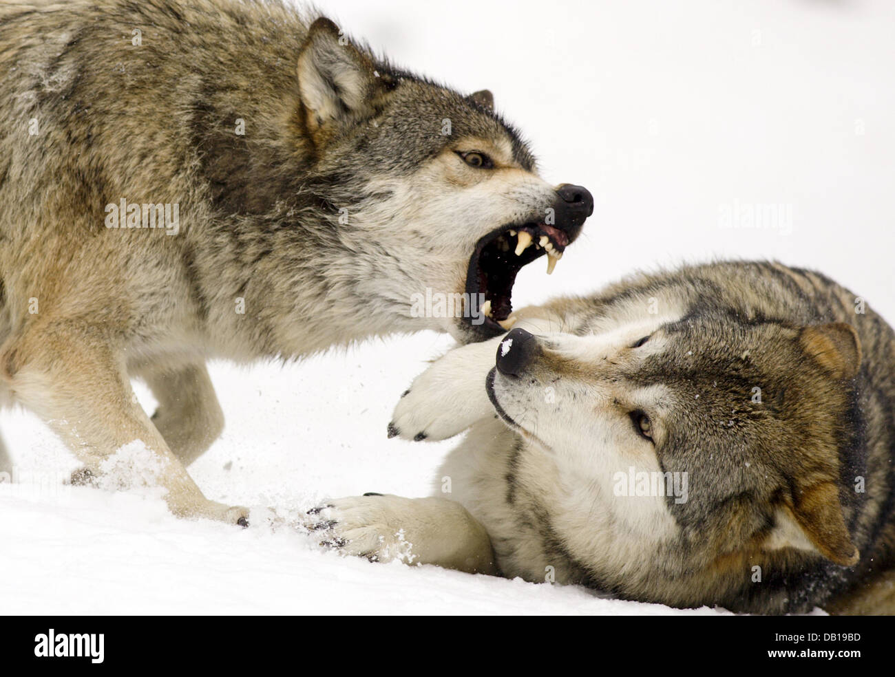 Two wolves (lat.: Canis lupus) seem more aggressive than usually during ...