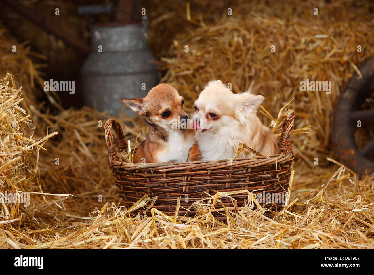 Chihuahua, longhaired and shorthaired, wicker basket Stock Photo