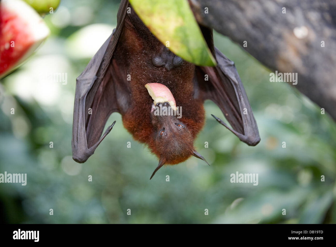 Malayan flying fox, or fruit bat eating in Singapore Zoo. Scientific