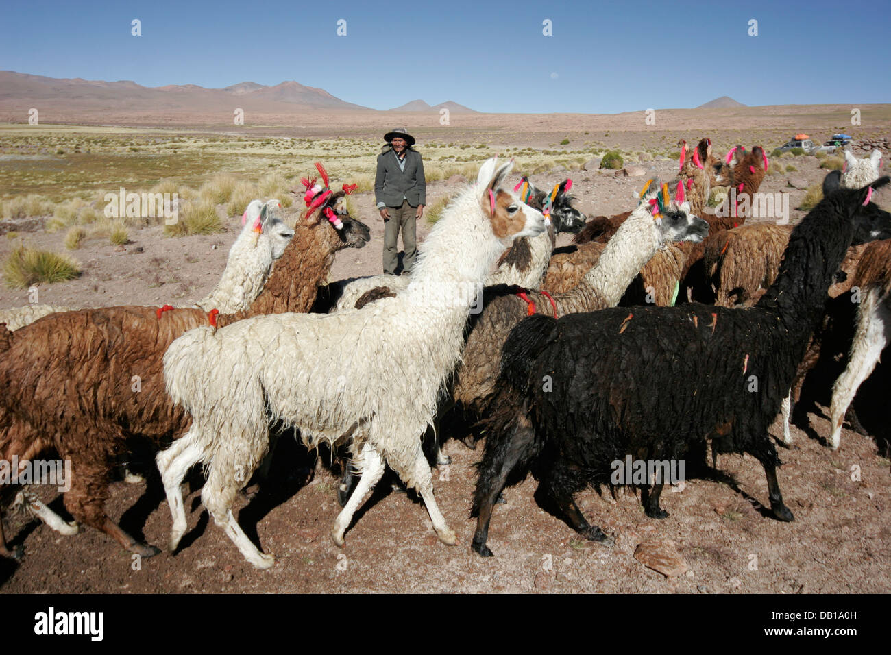 Herd of llamas and alpacas, Bolivian Altiplano, Bolivia, South America Stock Photo