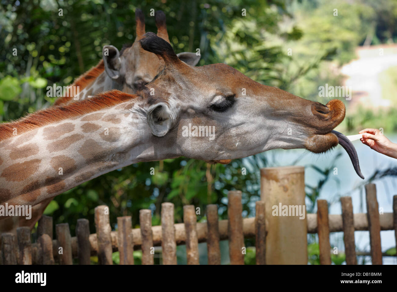 Giraffe feeding in Singapore Zoo. Scientific name Giraffa