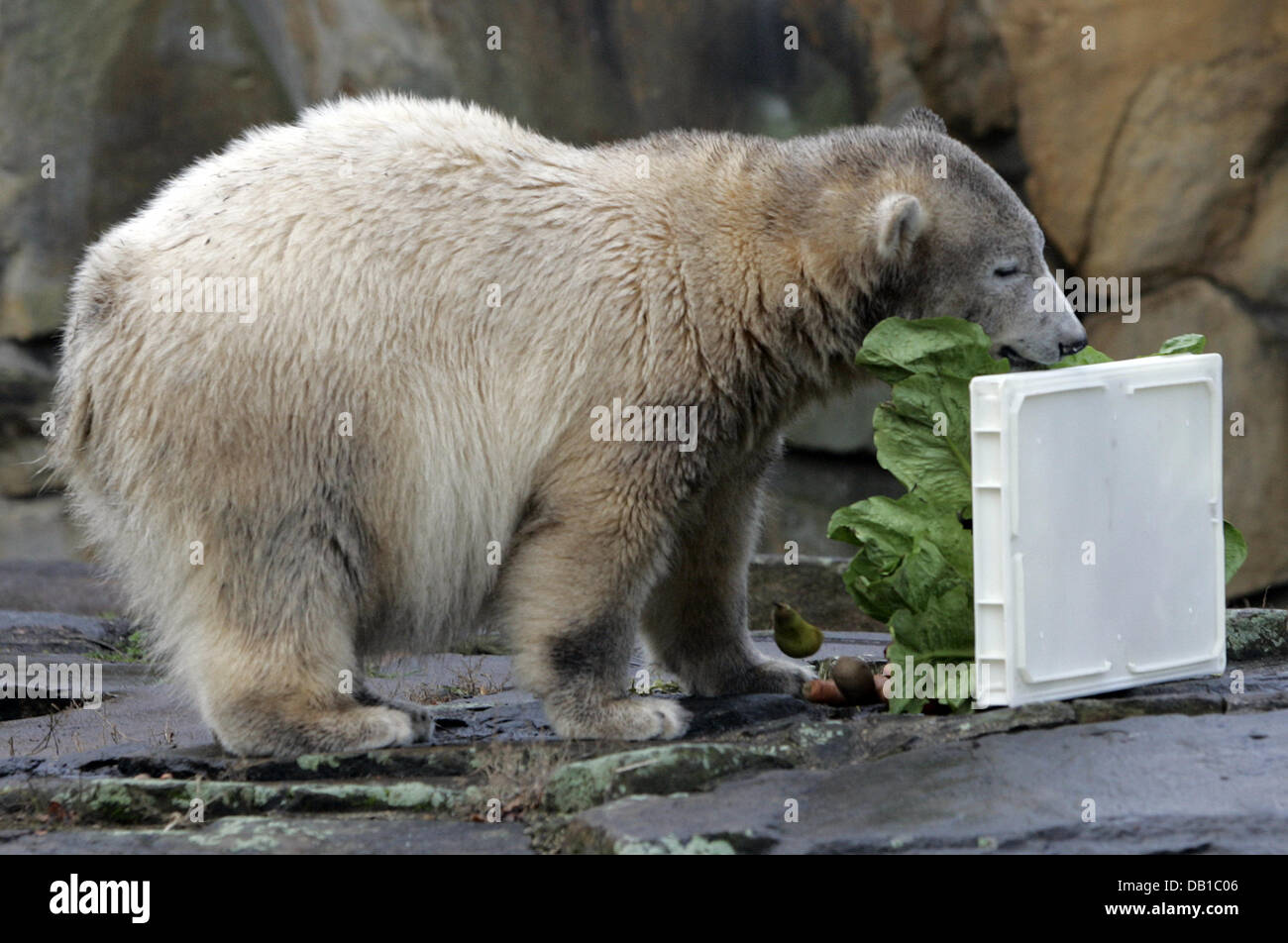 Polar bear Knut nibbles on its special birthday cake as it clebrates its first birthday at the zoo in Berlin, 05 December 2007. More than 2.5 million people have already come to see the polar bear. In its first year of life Knut increased its weight from 810 gr to 110 kg. Photo: Rainer Jensen Stock Photo