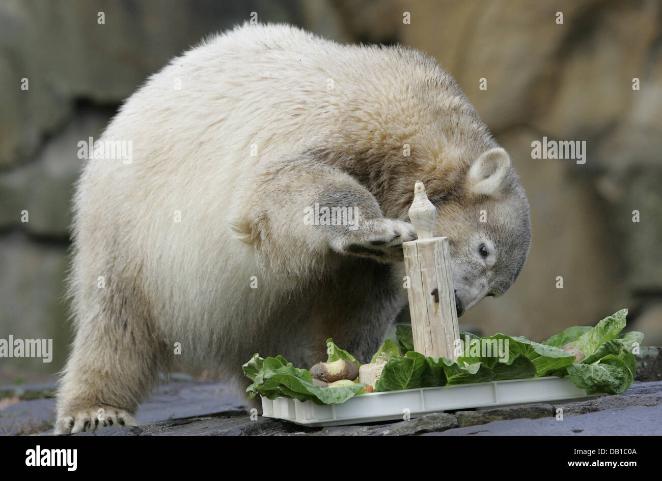 Polar bear Knut nibbles on its wooden candle as it clebrates its first birthday at the zoo in Berlin, 05 December 2007. More than 2.5 million people have already come to see the polar bear. In its first year of life Knut increased its weight from 810 gr to 110 kg. Photo: Rainer Jensen Stock Photo