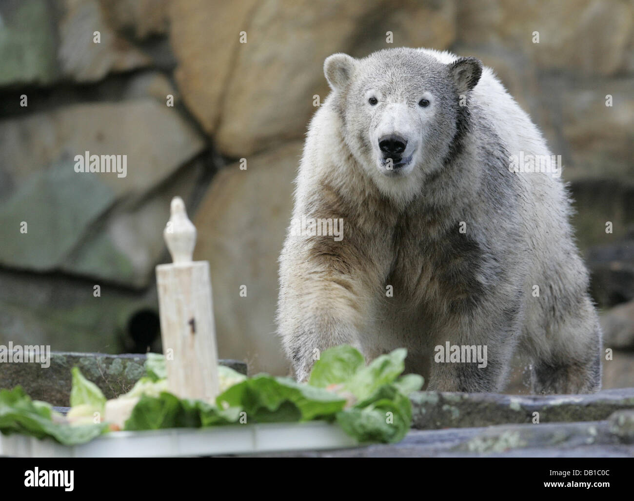 Polar bear Knut approaches the wooden candle on its special cake during its first birthday at the zoo in Berlin, 05 December 2007. More than 2.5 million people have already come to see the polar bear. In its first year of life Knut increased its weight from 810 gr to 110 kg. Photo: Rainer Jensen Stock Photo