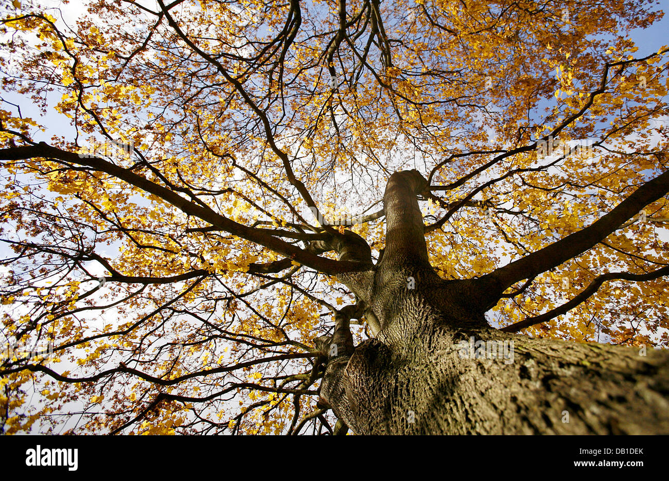 The picture shows a autumn maple treetop in Frankfurt Main, Germany, 04 ...