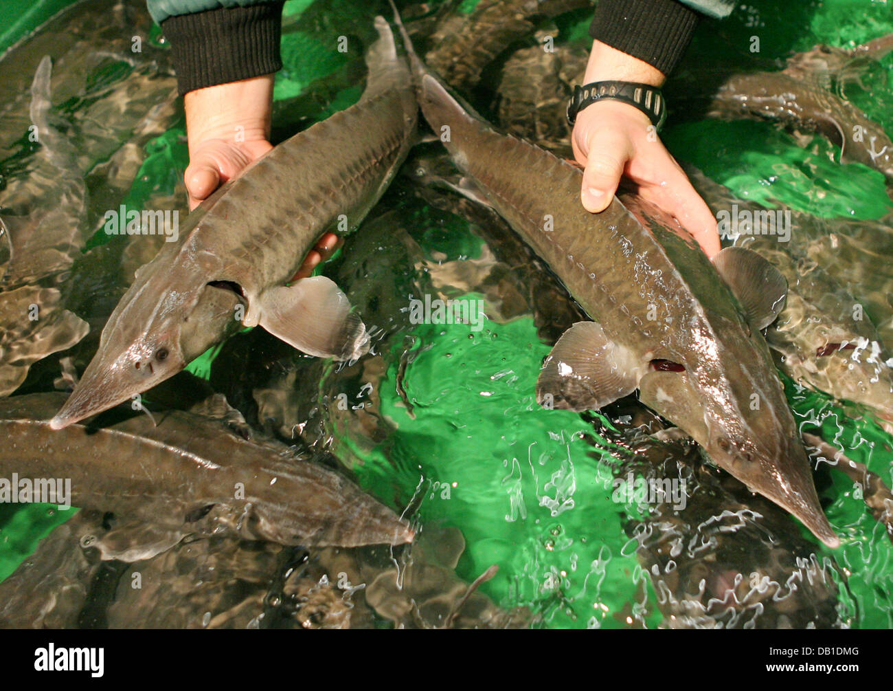 Employees place Siberian Sturgeons in a breeding pool of the Sturgeon farm in Jessen, Germany