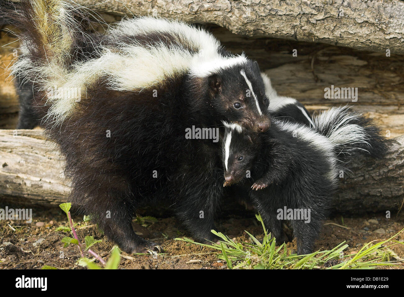 Животные северной америки 4 класс. Скунс на каком материке окружающий мир. Скунс обитание. Хвост скунса. Бизон.