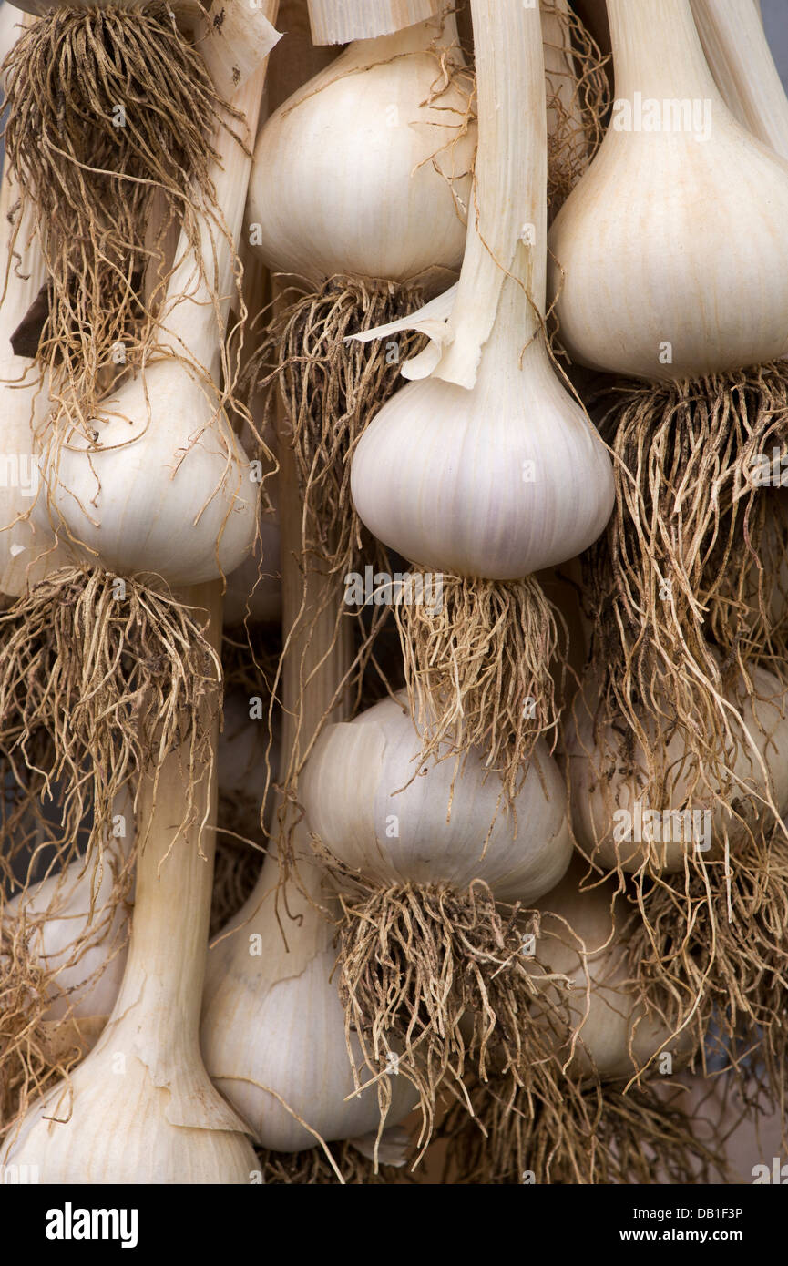 Garlic drying out hires stock photography and images Alamy