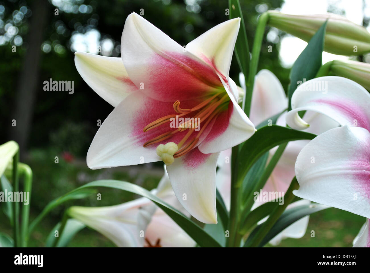 Flowering Star Gazer Lily Stock Photo