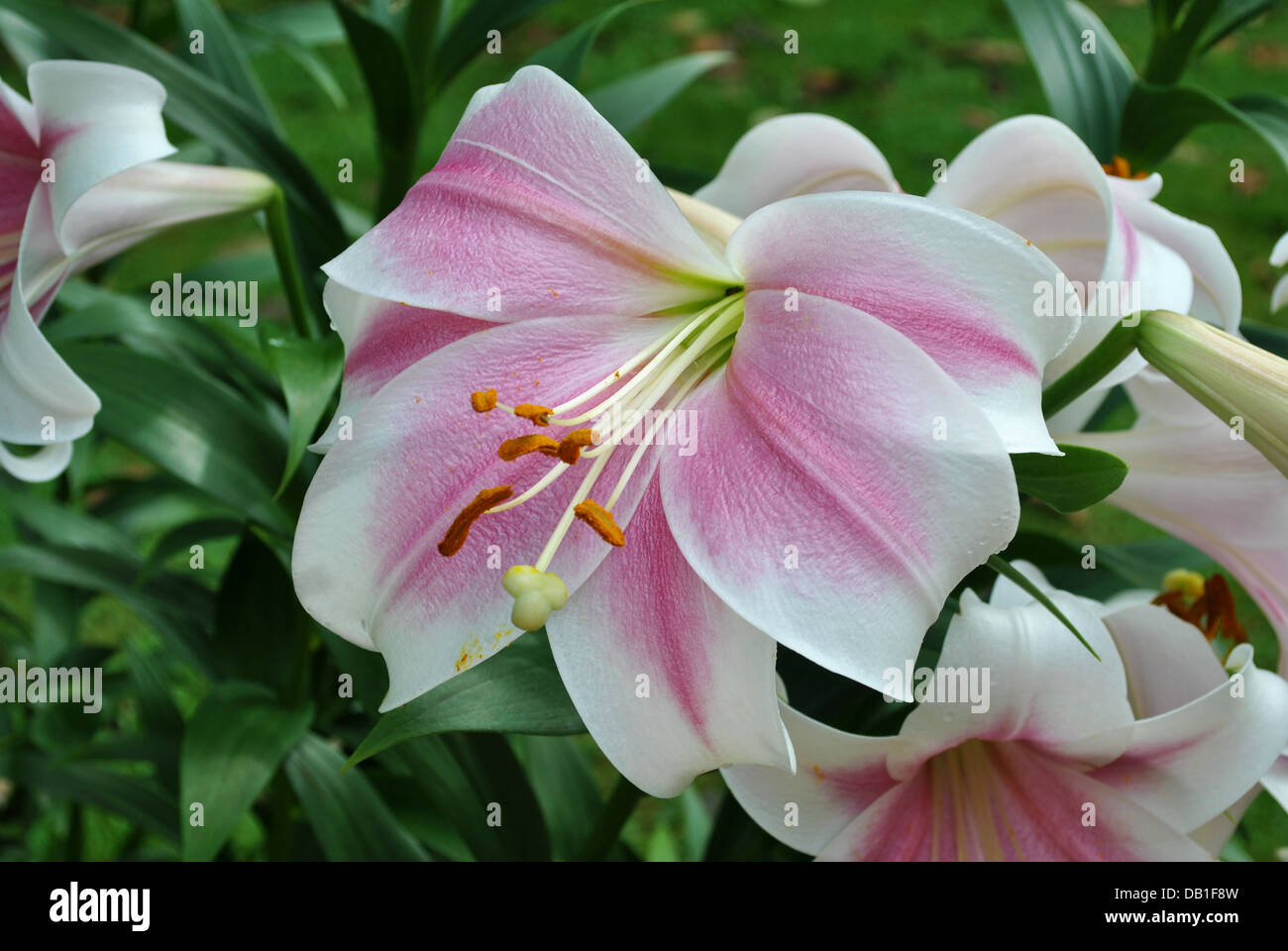 Pink and White Star Gazer Lily Flowering Stock Photo
