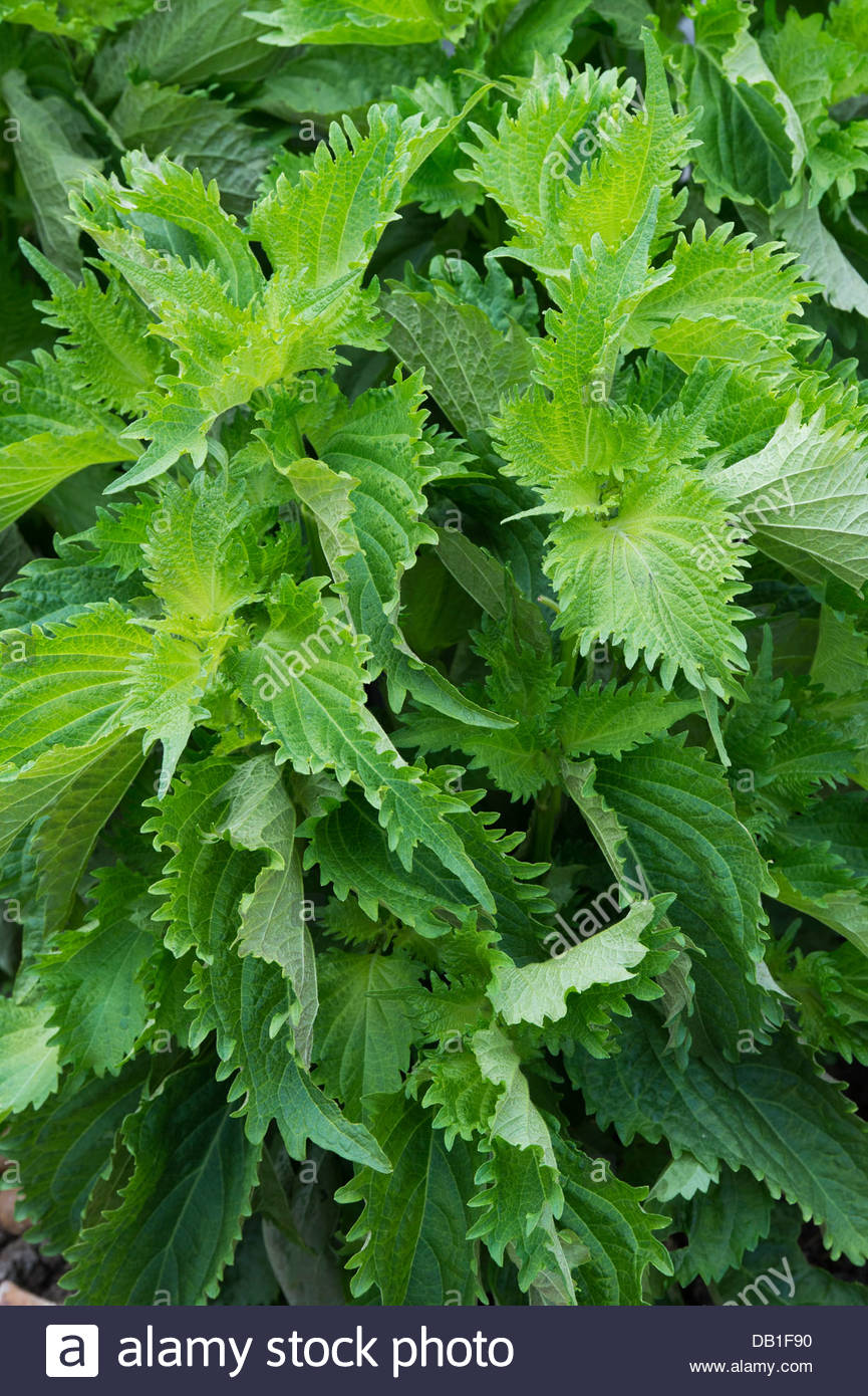 Perilla Stock Photos & Perilla Stock Images - Alamy
