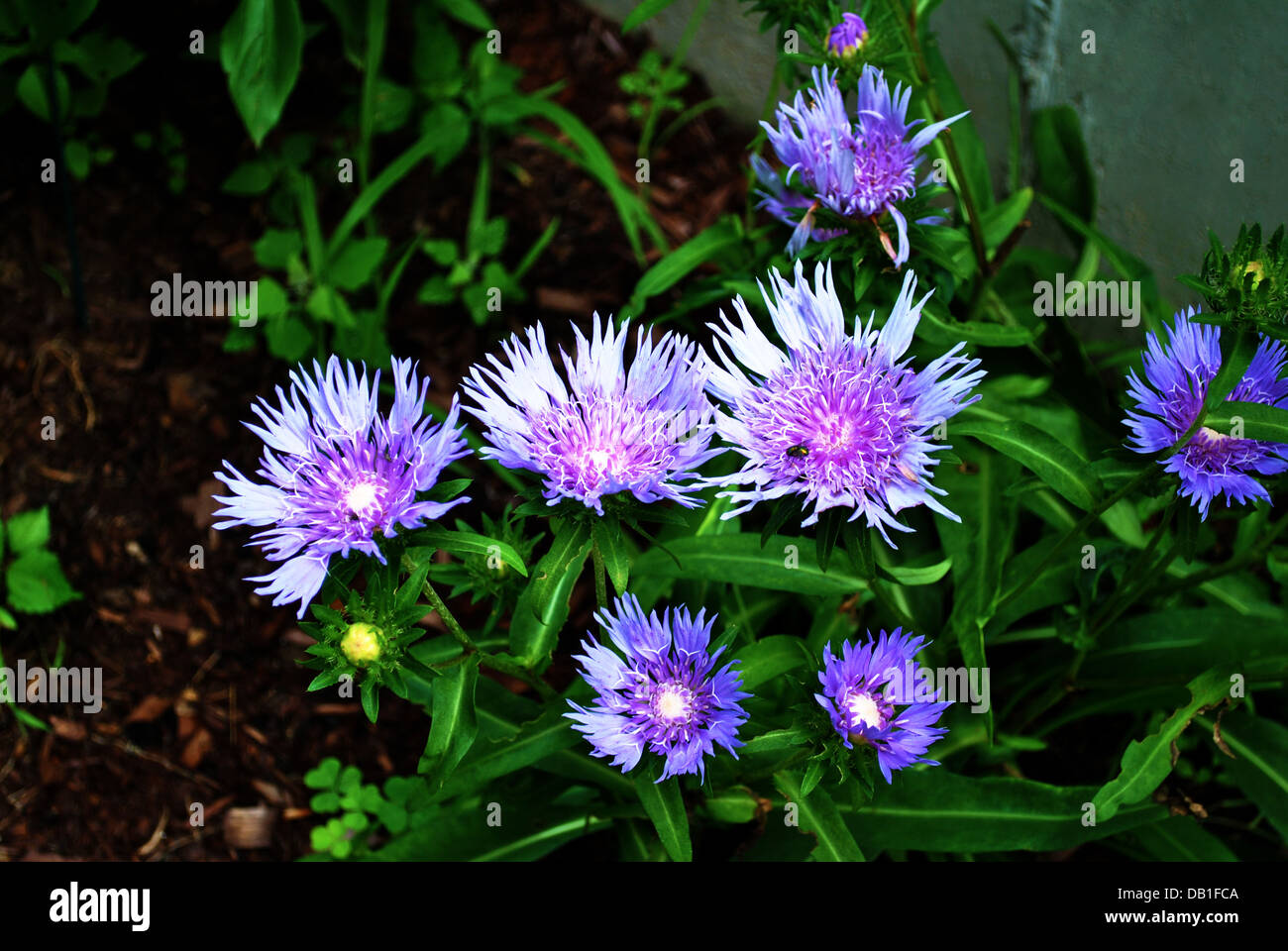 Lavendar purple flowers hires stock photography and images Alamy